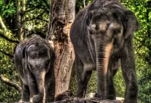 elephants 1920x1200 wallpaper Art HD Wallpaper